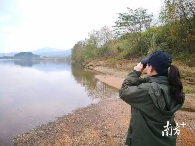 乐儿是茂名市观鸟生态发展中心的负责人,也是当地一名资深观鸟人。 图片