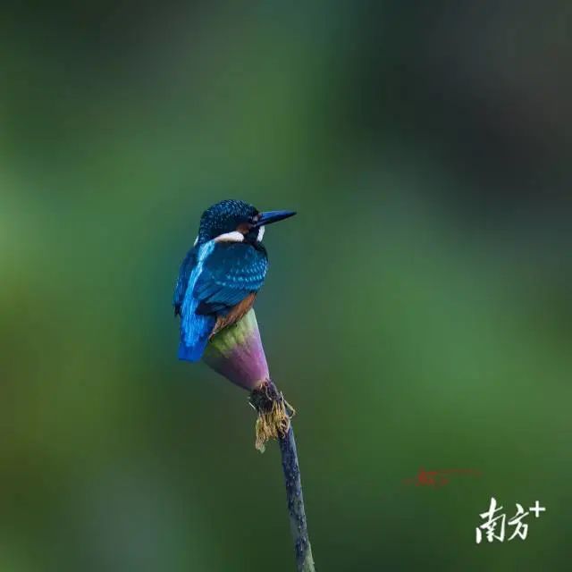 翠鸟。老石 摄 图片