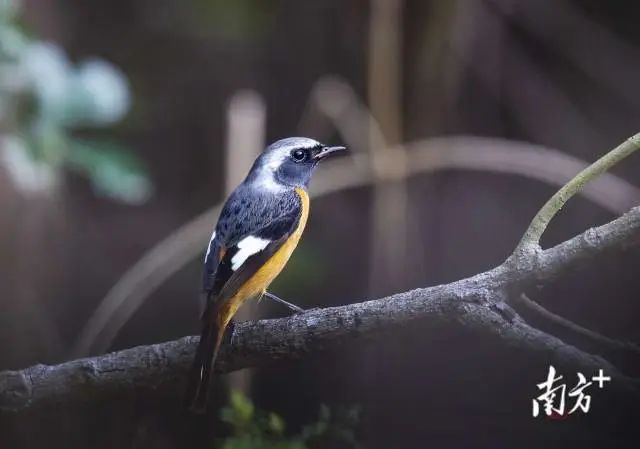 北红尾鸲。老石 摄 图片
