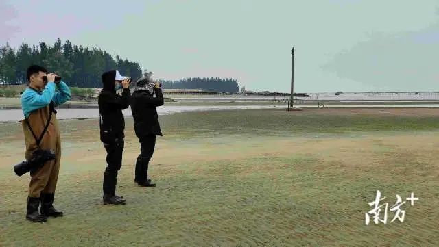 观鸟人利用望远镜观测鸟类。 图片