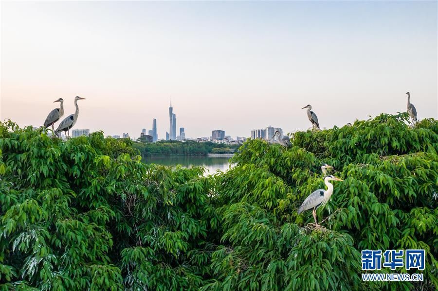 （环境）（4）海珠湿地将代表中国角逐“迪拜奖”