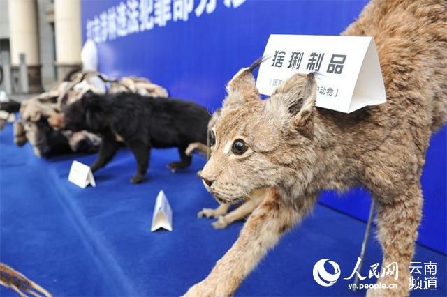 资料图：森林公安收缴的野生动物制品。（任东 摄）