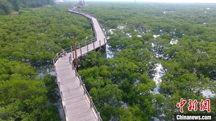 图为广西北海滨海湿地红树林 广西林业局供图