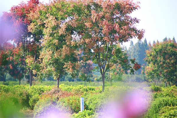 花卉苗木基地1