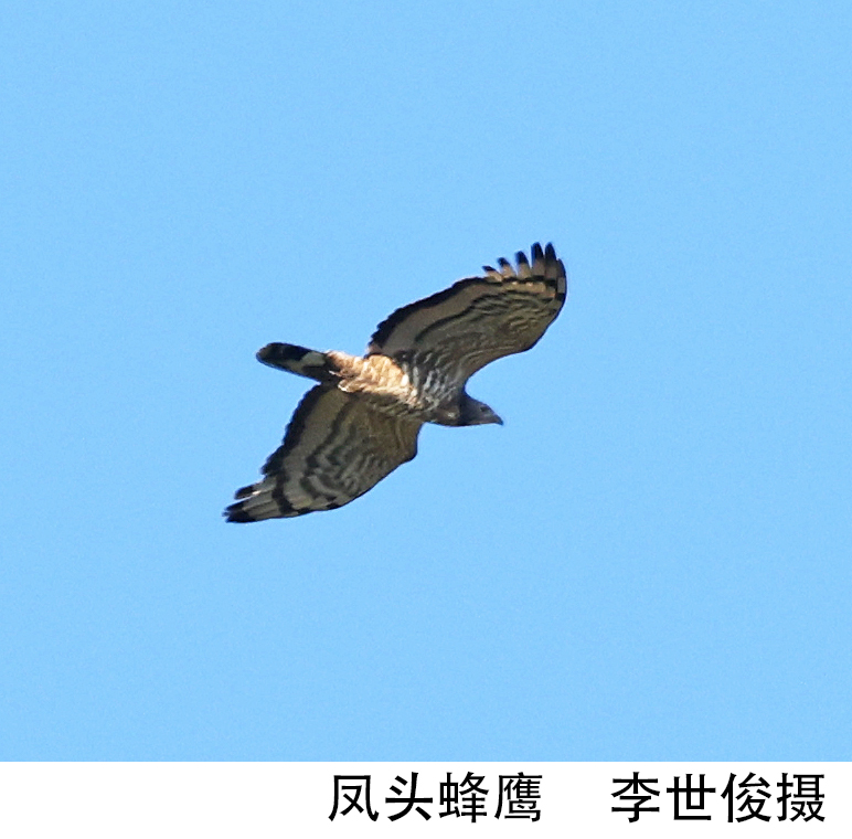 凤头蜂鹰