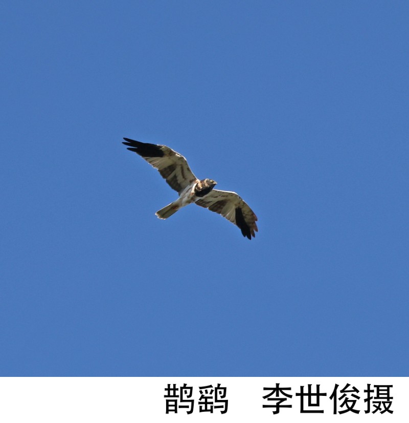 鹊鹞