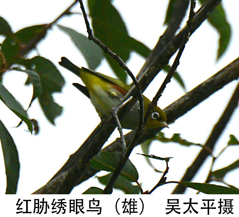红胁绣眼鸟（雄）