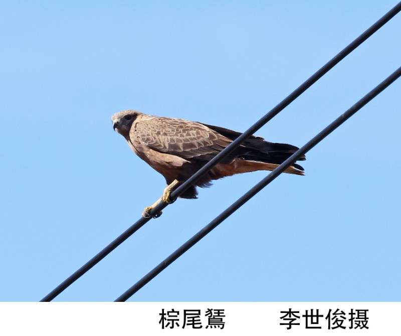 棕尾鵟