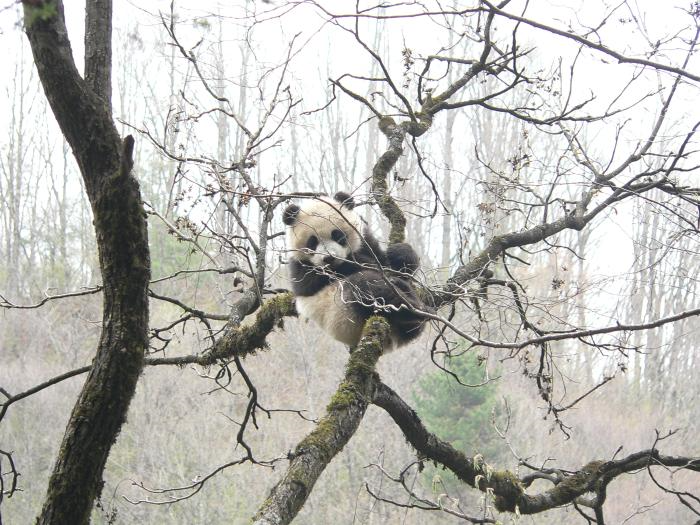 说明: http://www.forestry.gov.cn/html/main/main_5484/20180913132429451394712/20180913133022376571909_1.jpg