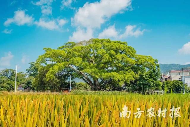 云浮市加益镇古雅榕